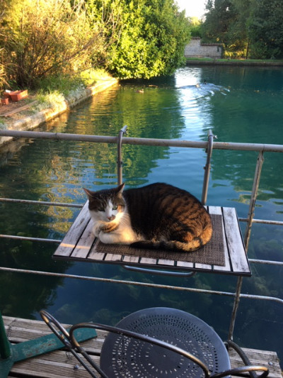 Chat couché sur la table devant le bassin du moulin de la chambre d'hote
